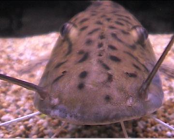 Copy_of_tiger_shovelnose_catfish_4.jpg