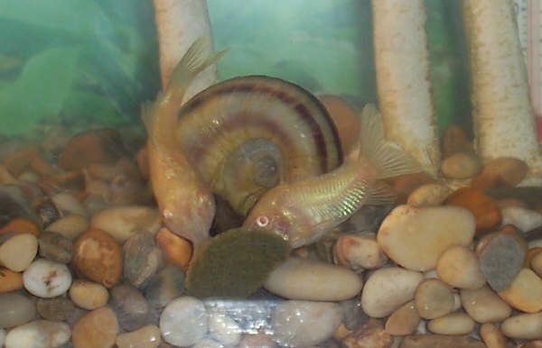cories2.jpg