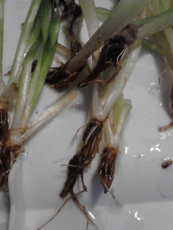 corkscrew val roots after clean&amp;trim.jpg