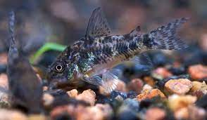 corydoraPaleatus.jpg