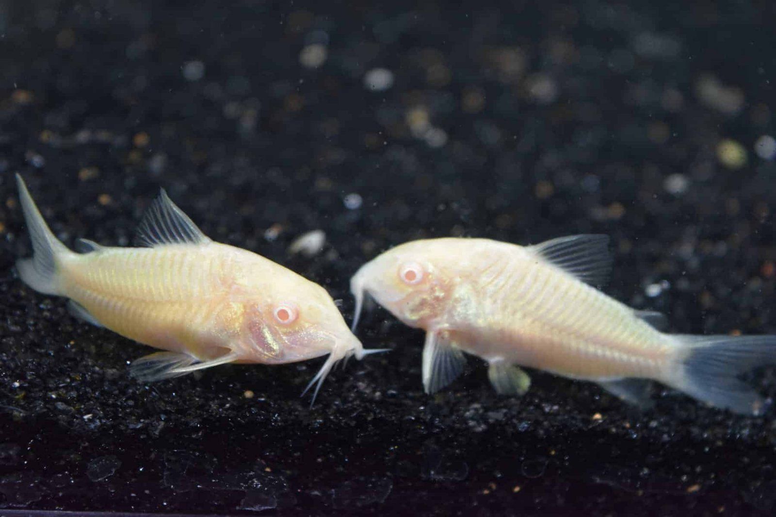 Corydoras aeneu «Albino».jpg