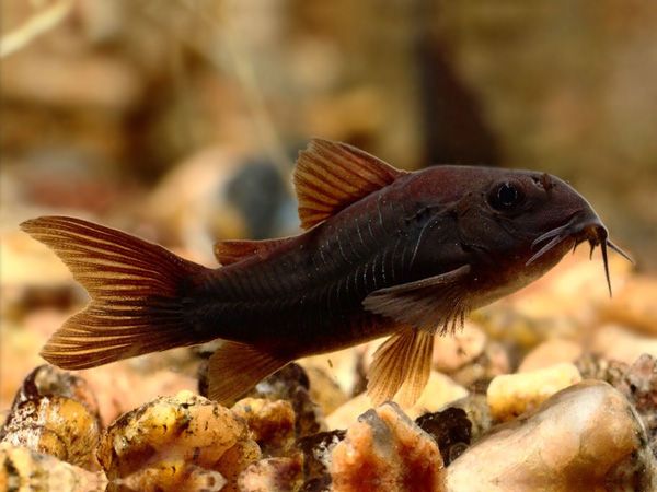 Corydoras aeneus «Black Venezuela».jpg