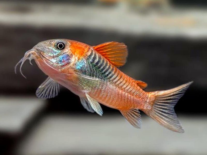 Corydoras aeneus «Orange Venezuela».jpg