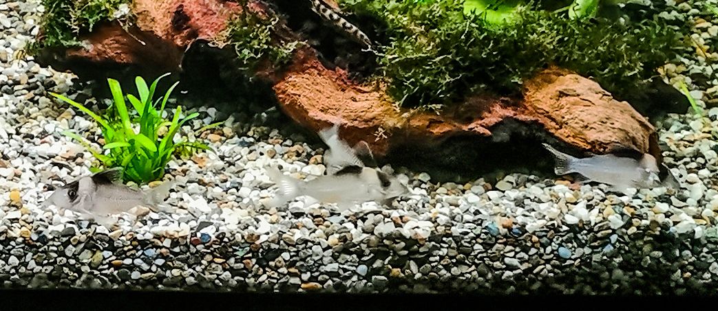 Corydoras Amandajanea.jpg