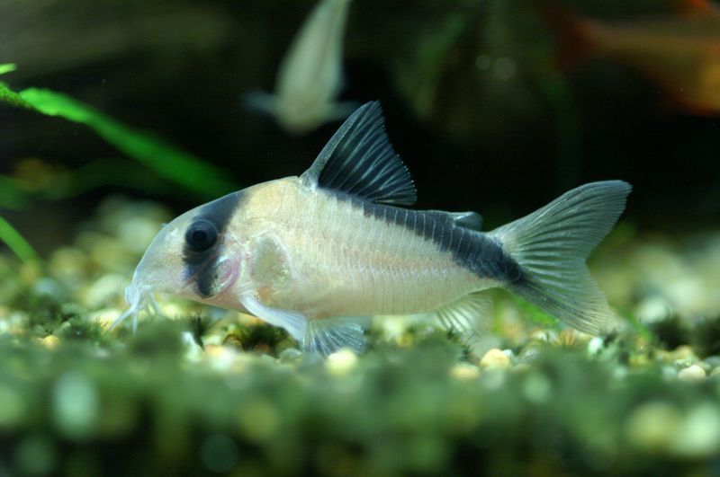 Corydoras davidsandsi3.jpg