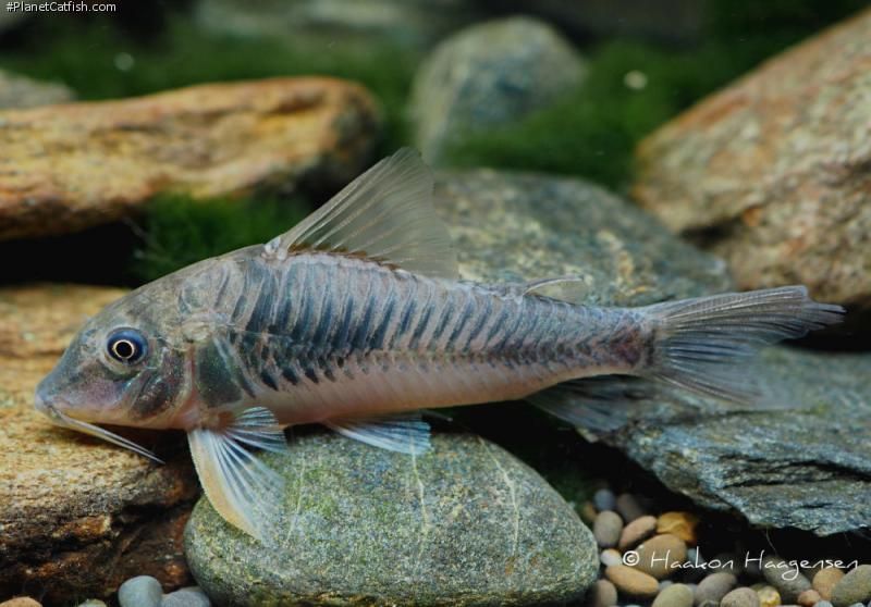 Corydoras fulleri 2.jpg
