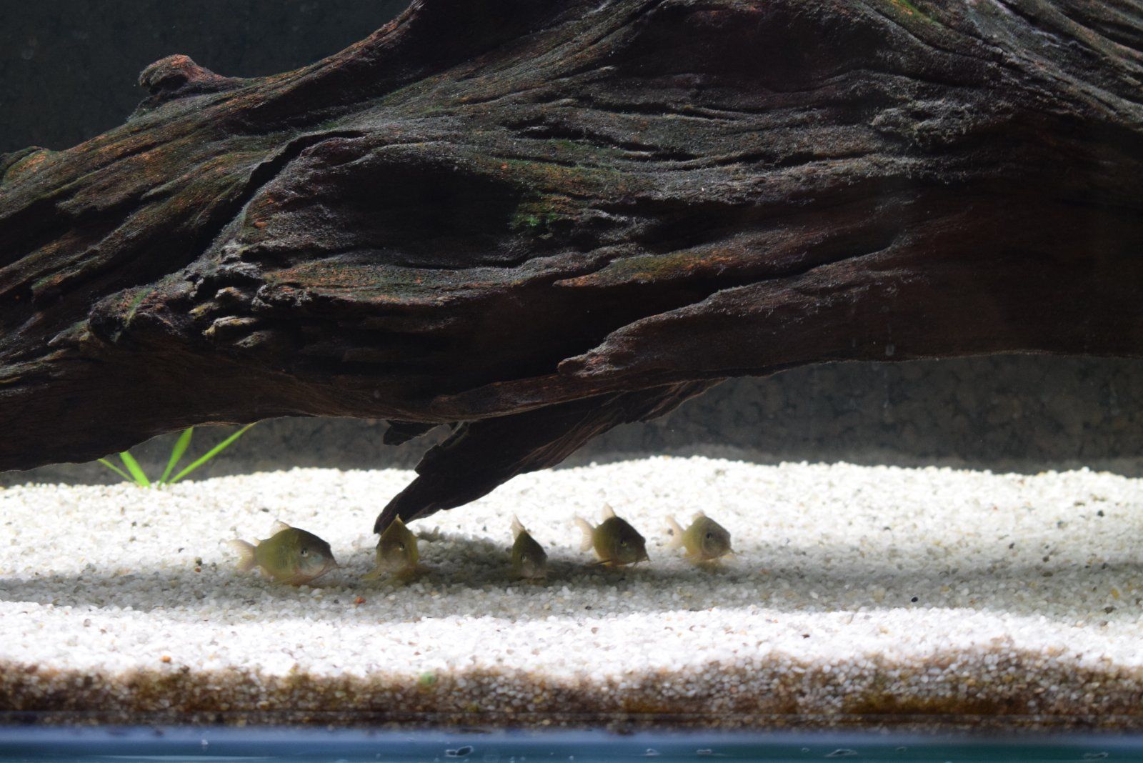 Corydoras.jpg