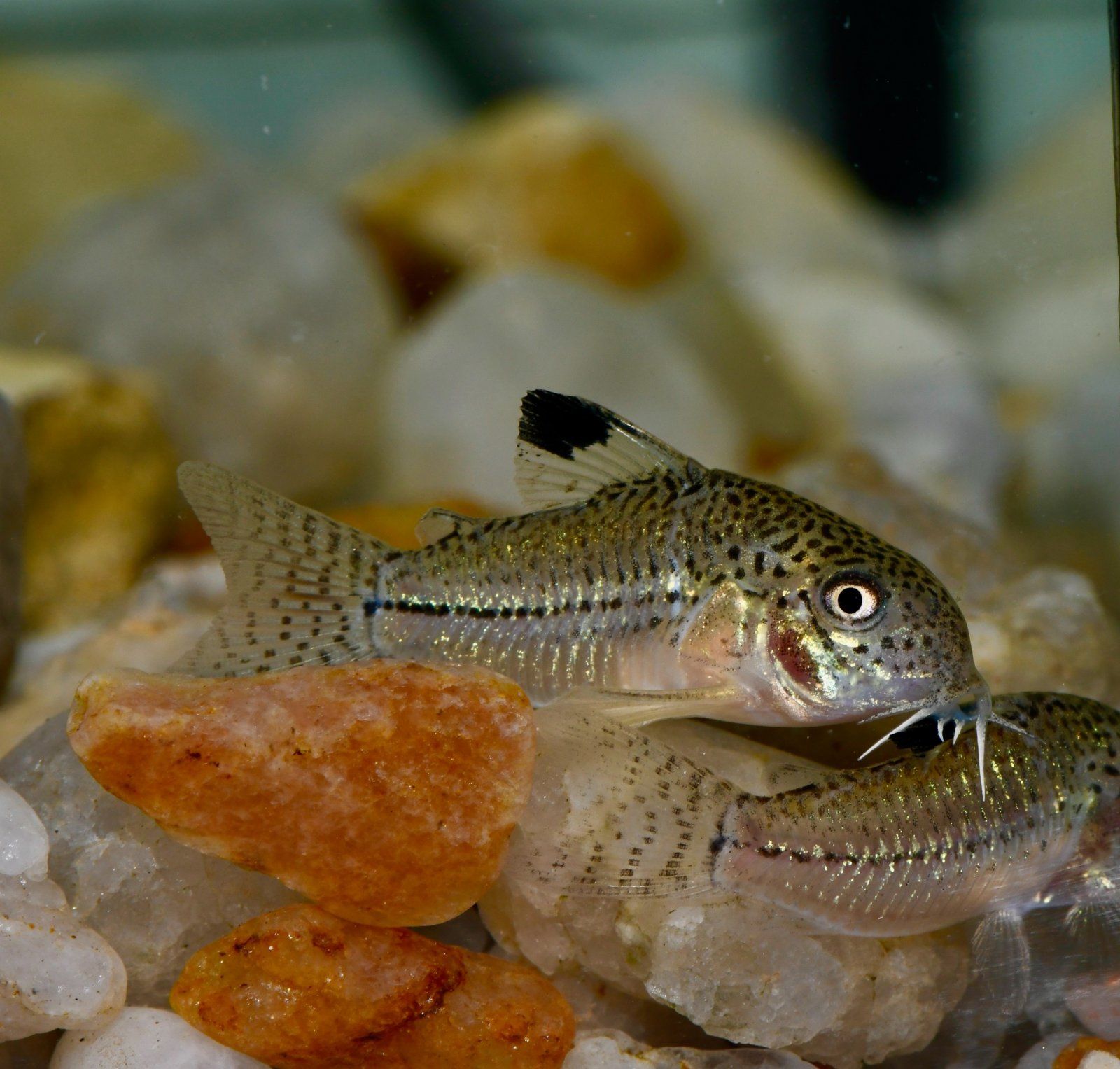 Corydoras julii, wild caught Rio Granjeiro NE Brazil (3).jpg