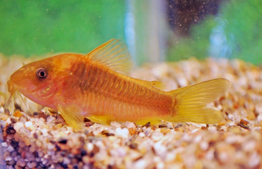 Corydoras melanotaenia - Green-Gold cory.jpg