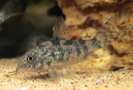 Corydoras paleatus2.jpg