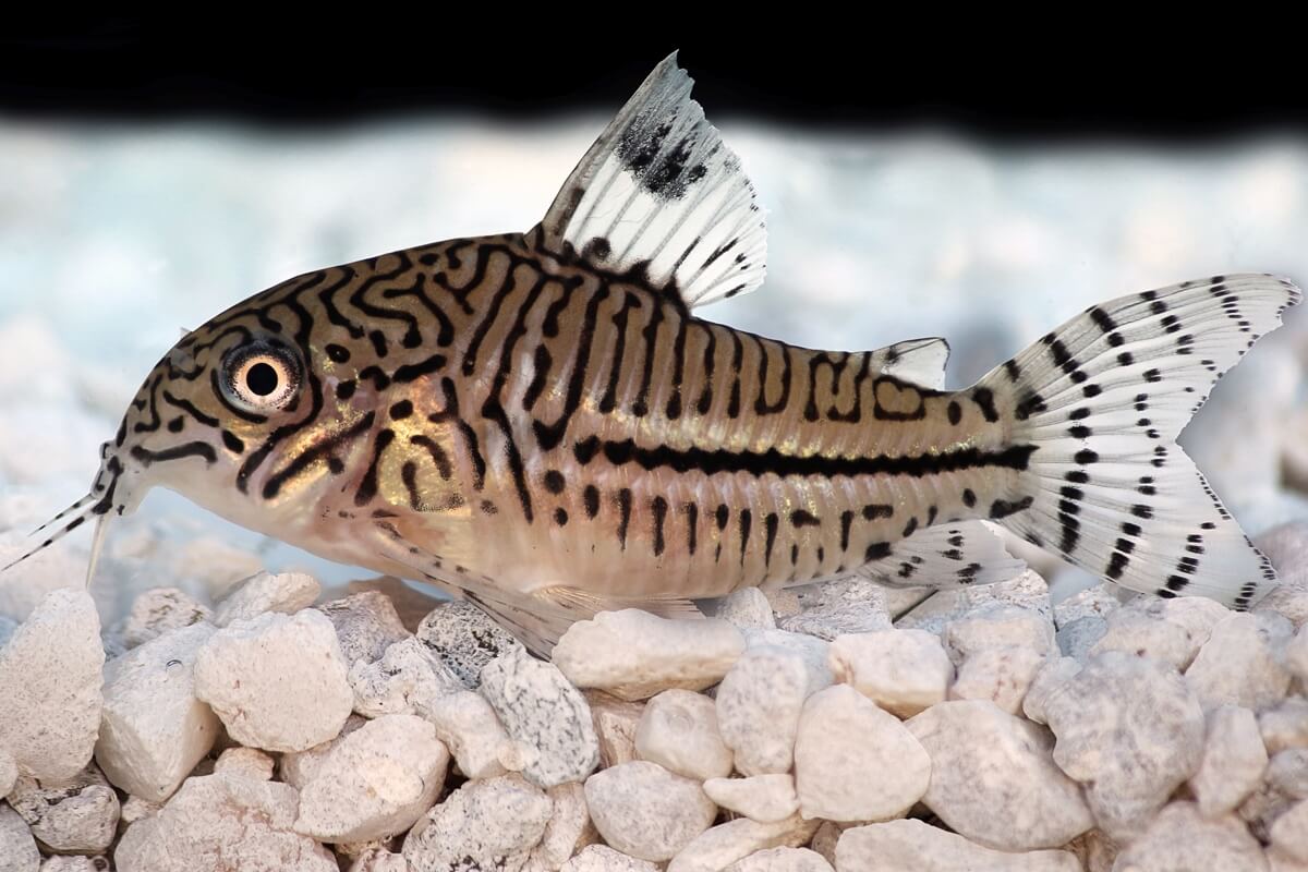 Corydoras trilineatus - Leopard cory.jpg