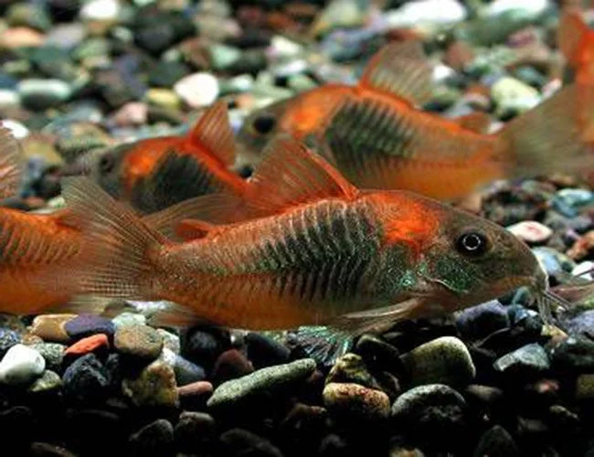 Corydoras venezuelanus «Red Sailfin».jpg