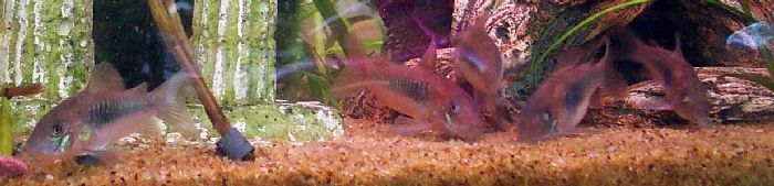 corys_sm.jpg