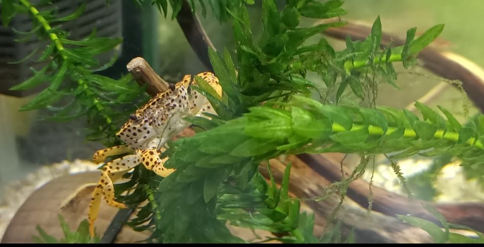 Crab 2.jpg