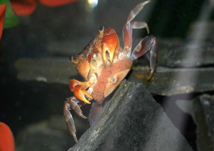 crab_eggs01_small.jpg