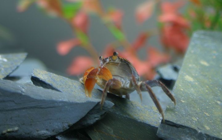 Crab_side_small.jpg