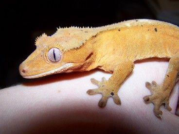 crestie1.jpg