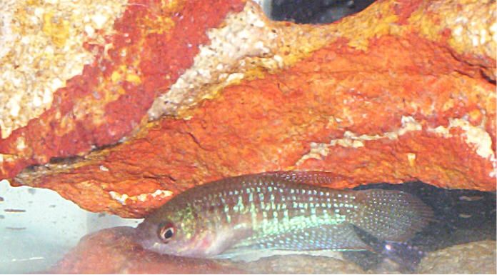 croaker2.jpg