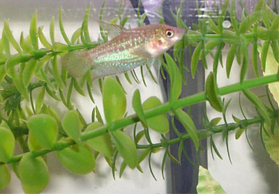 croakers2.jpg
