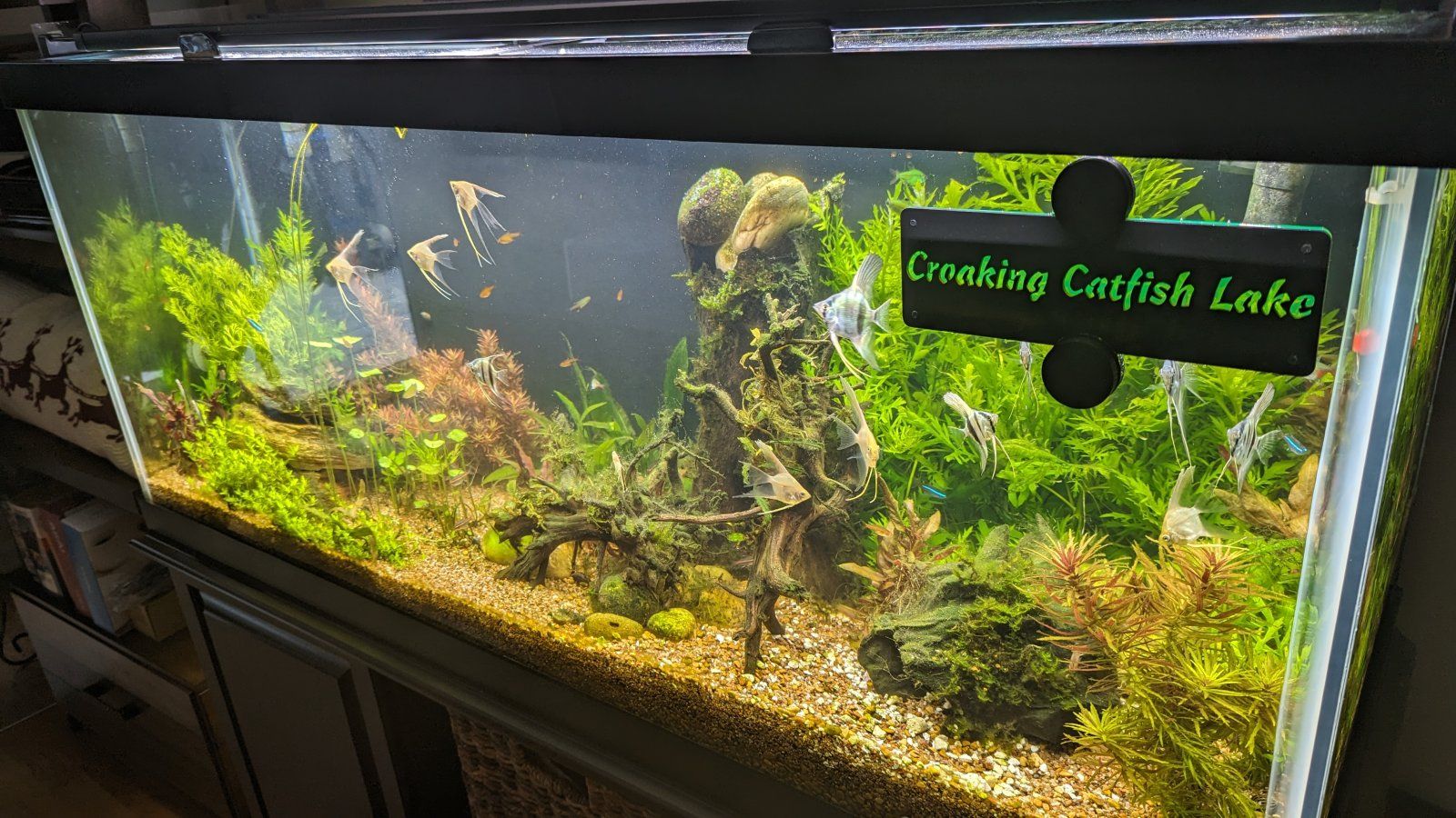 croakingcatfish.jpg