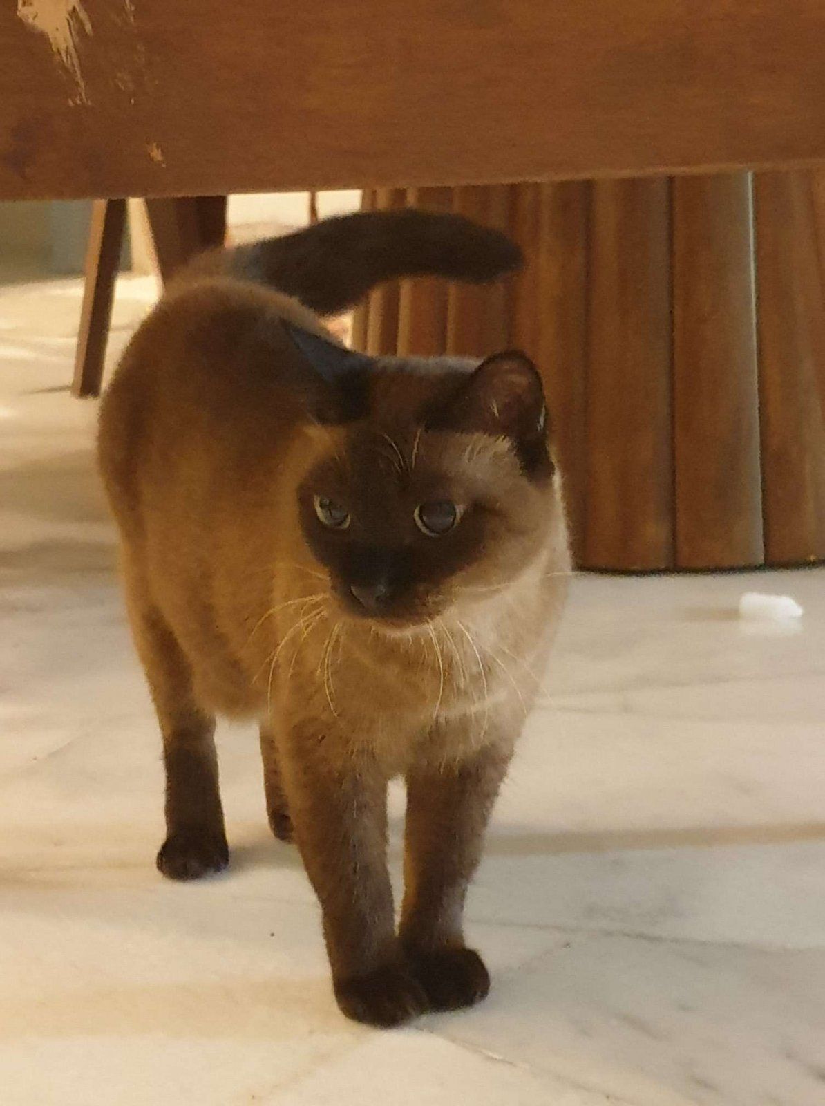 cute kitun.JPEG