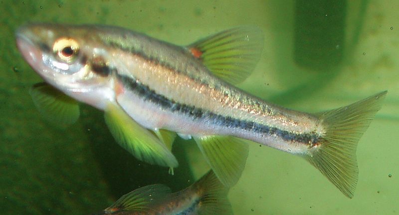 dace10.jpg