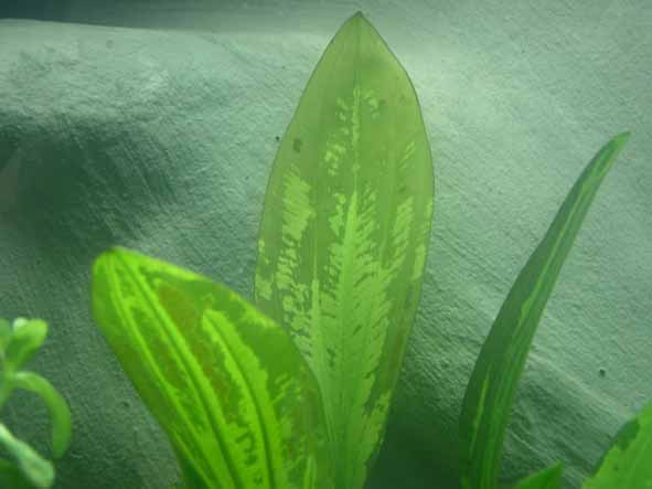 Damaged_Plant1.jpg