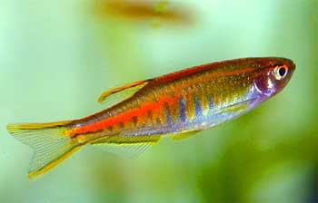 Danio choprae (2).jpg