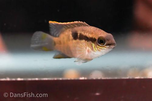 Dans_Fish_Dwarf_Acara_Dwarf_Acara_-_Laetecara_thayeri_from_Rio_Itaya_2_7da24715b63a43248d8d96c...jpg