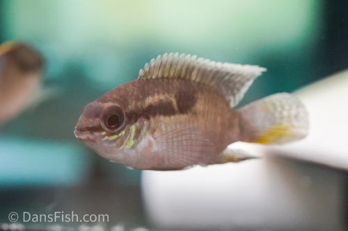 Dans_Fish_Dwarf_Acara_Dwarf_Acara_-_Laetecara_thayeri_from_Rio_Itaya_3_7c0658406cf1445a878885b...jpg