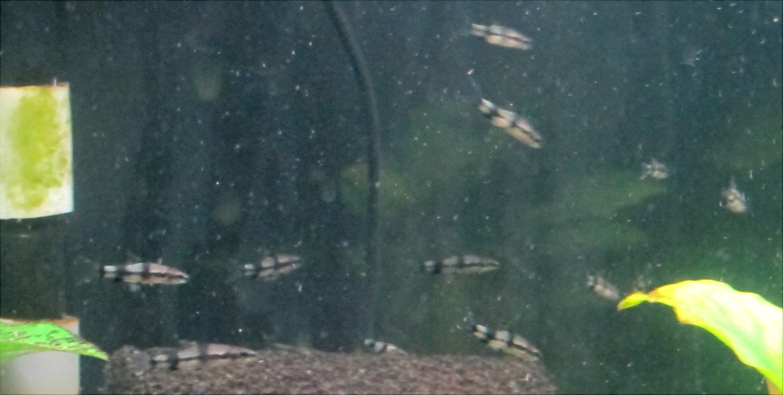 Denisonii grp #2 (1-31-26).jpg