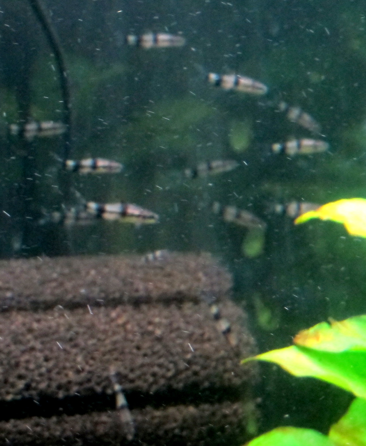 Denisonii grp #3 all 12 (1-31-26).jpg