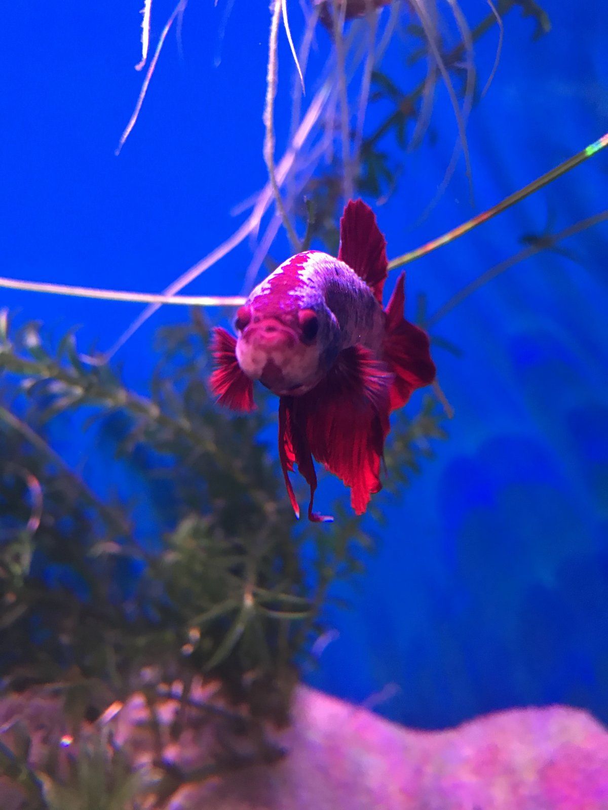 Disco being cute.jpeg