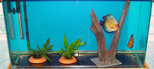 discus.jpg