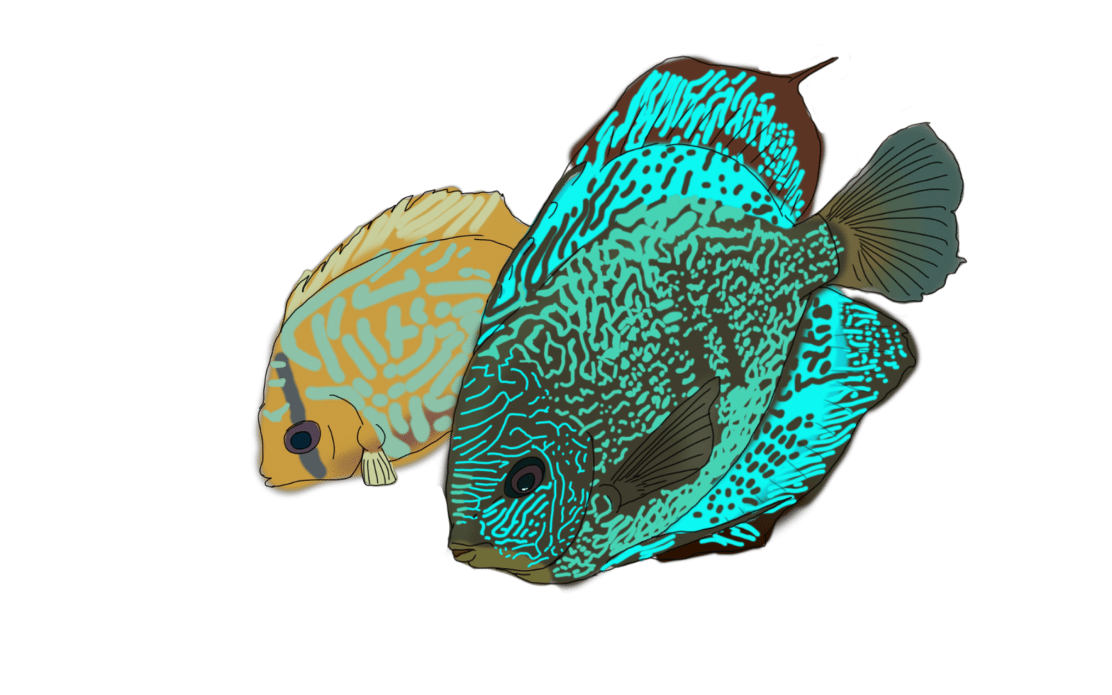 discus.png