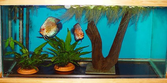 discus1.jpg
