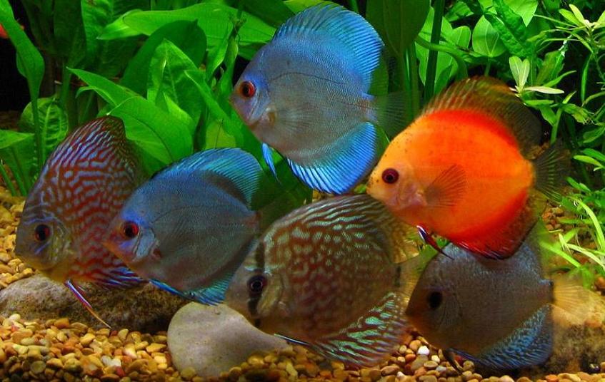 discus2.JPG