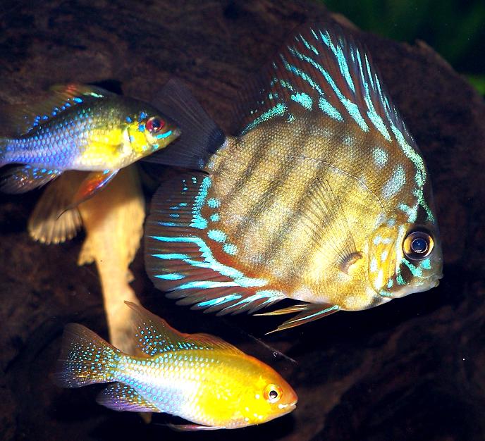 Discus_ram_ram.jpg