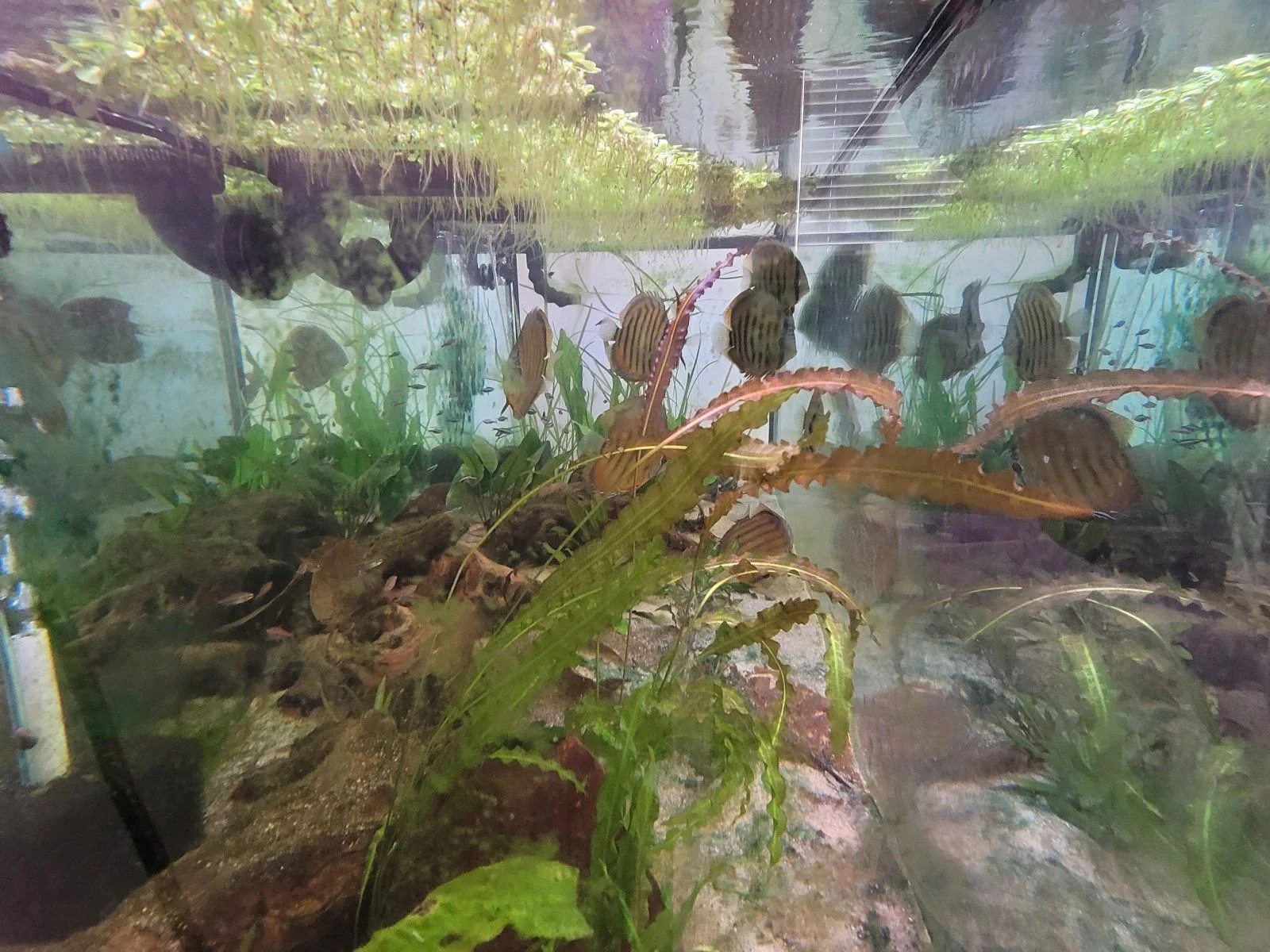 discus_update.jpg
