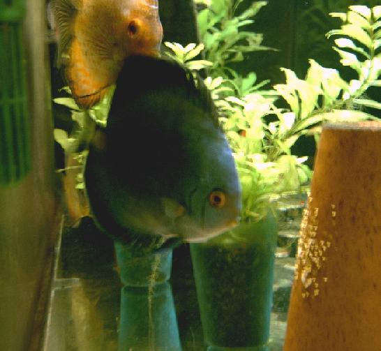 discus_with_eggs.JPG
