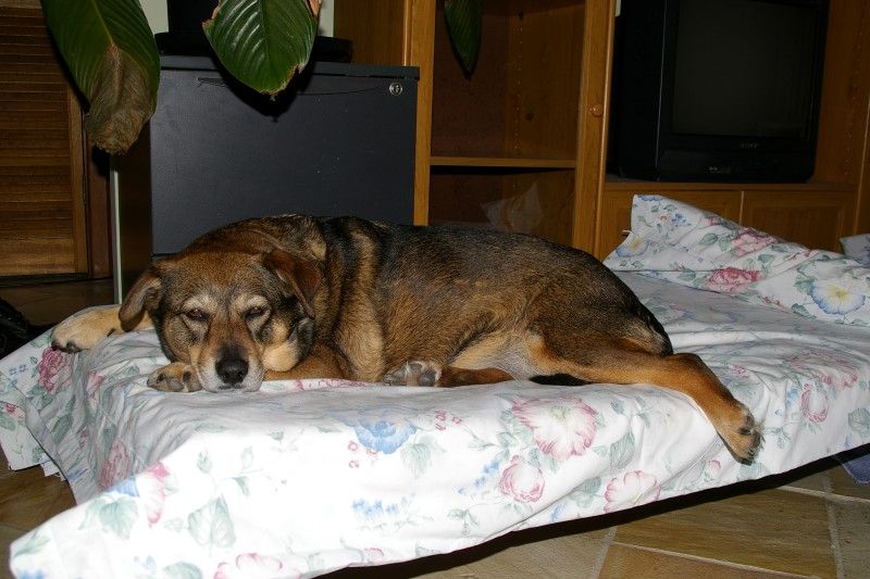 dogs chloe 18october2010 002.jpg