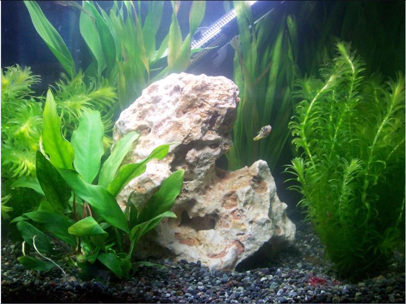 dp tank.jpg