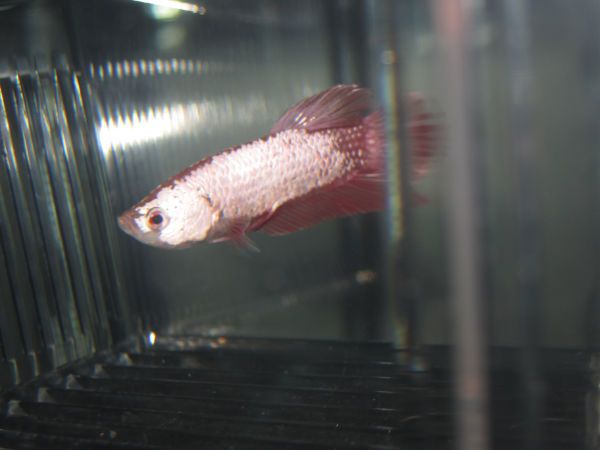 Dragonbetta 003.JPG