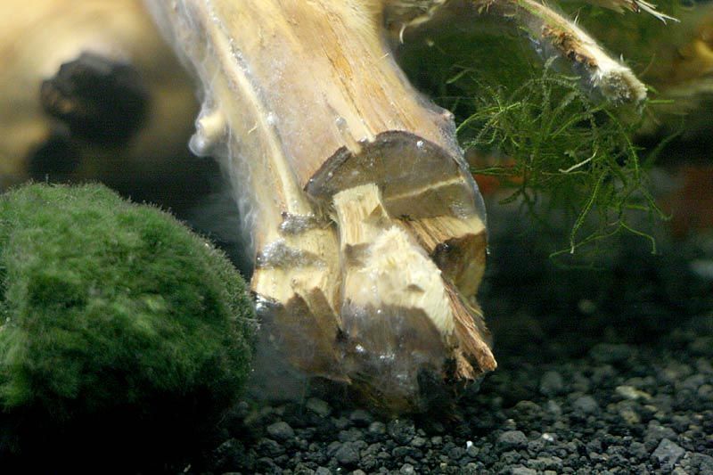 driftwood_fuzz2.jpg