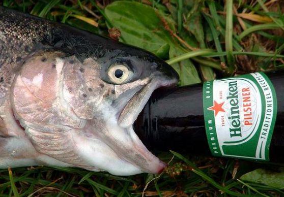 drunk-fish.jpg