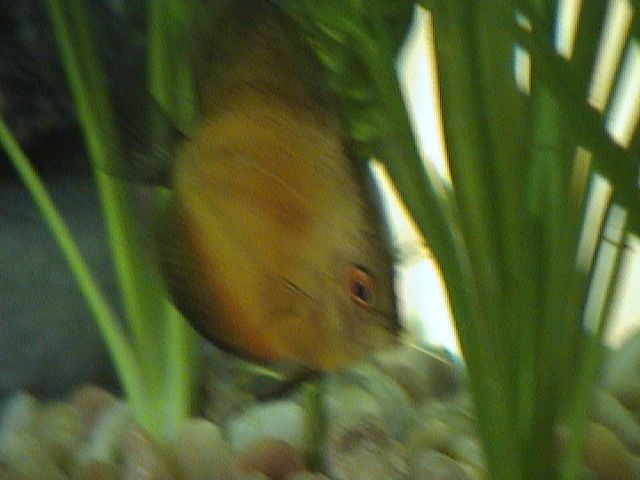 DSC00012.JPG