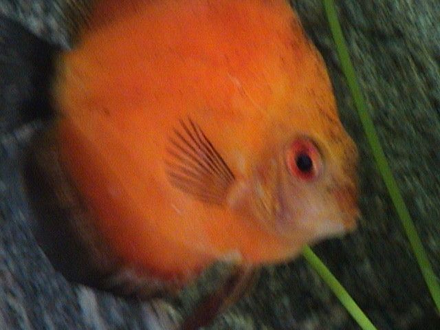DSC00015.JPG