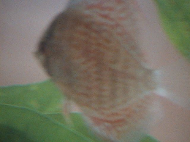 DSC00018.JPG