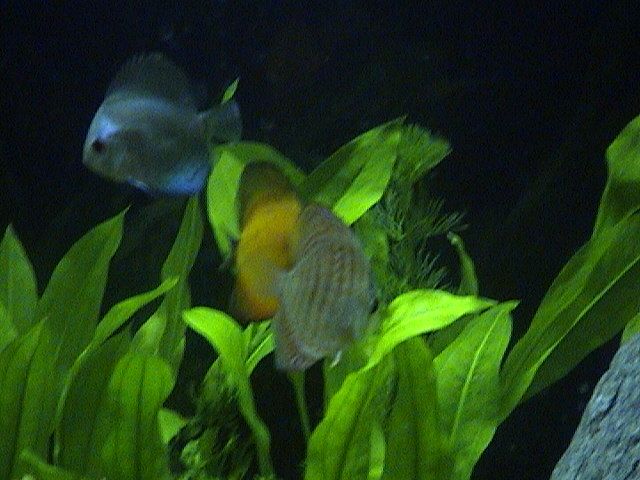 DSC00020.JPG