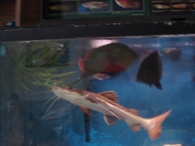 DSC00475.JPG